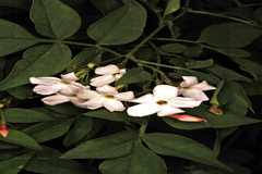 Jasminum grandiflorum